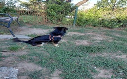 Mixed Breed dogs for adoption: ROBY, a superb puppy boy - for a Loving Home - Image 25