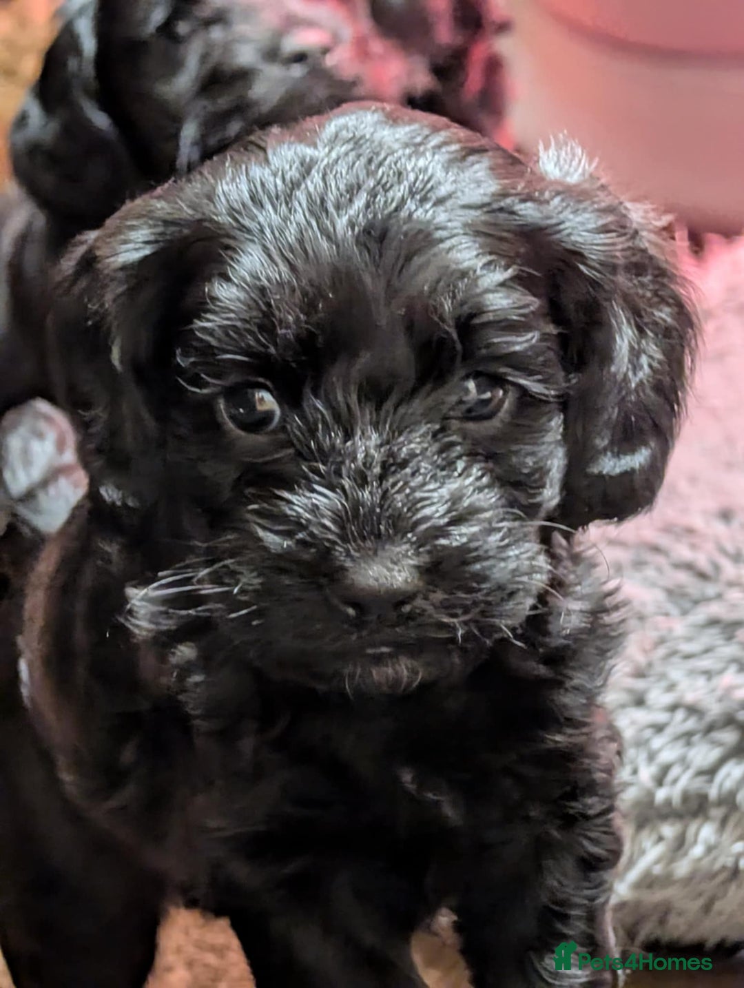 Cockapoo dogs for sale: F1 Miniature Phantom Cockapoos  READY NOW  in Chulmleigh - Image 13