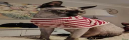 Sphynx cats for sale: Female Sphynx looking for loving home in Tonbridge - Advert 2