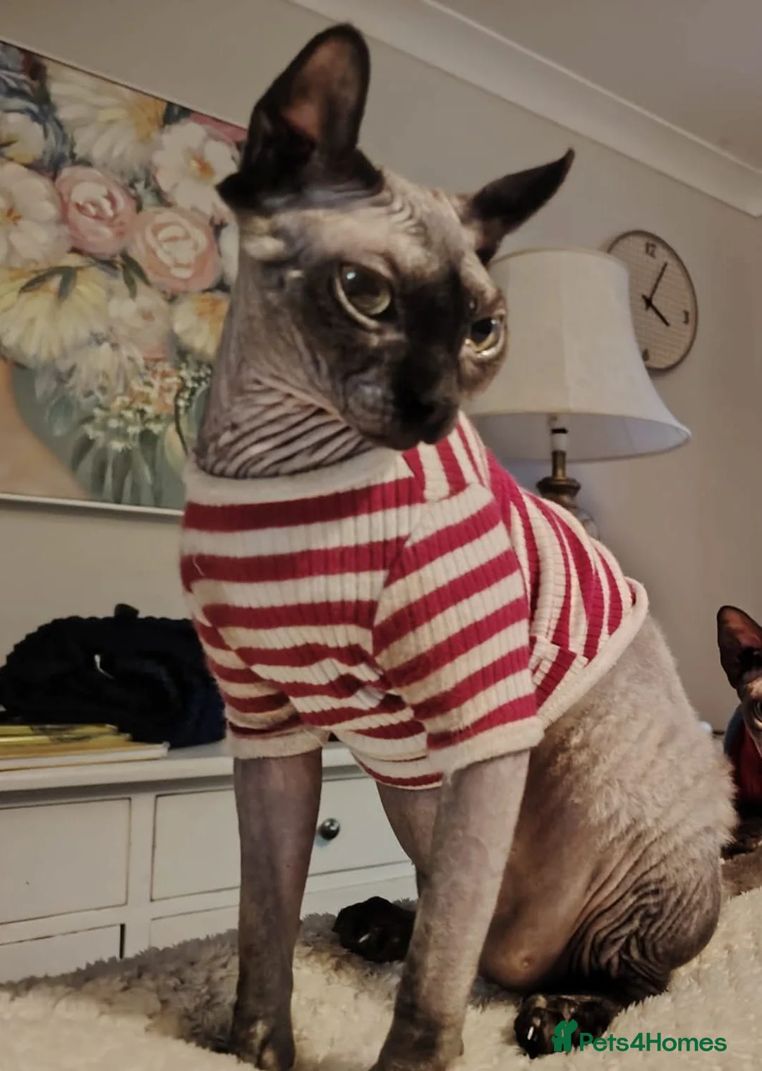 Sphynx cats for sale: Female Sphynx looking for loving home in Tonbridge - Advert 2