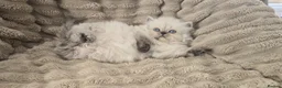Persian cats for sale: Purebred Persian Kittens for Sale  - Advert 4