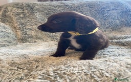 Cocker Spaniel dogs for sale: Beautiful cocker spaniel puppies  - Image 10