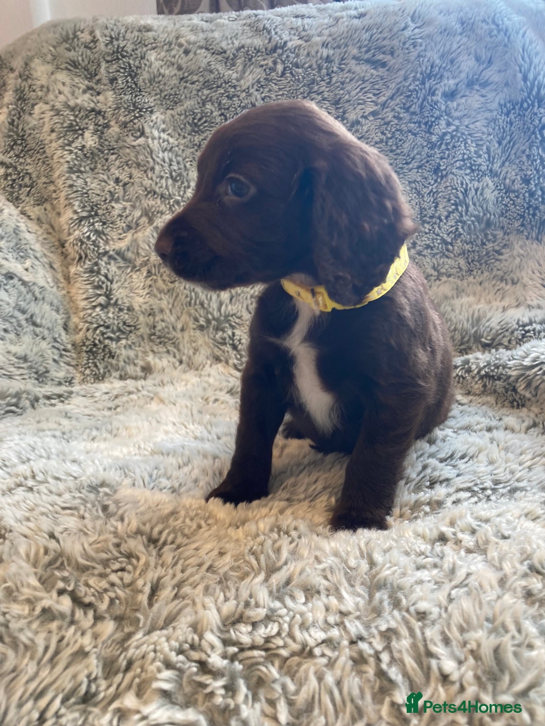 Cocker Spaniel dogs for sale: Beautiful cocker spaniel puppies  - Image 10