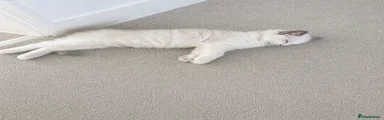 Ragdoll 2