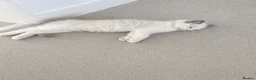 Ragdoll cats for sale: Beautifully Nurtured,Content Ragdoll Kittens - Advert 3