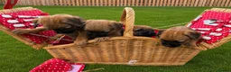 Border Terrier dogs for sale: Pure border terrier pups  - Advert 6