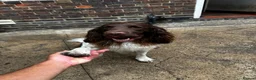 English Springer Spaniel dogs for stud: English Springer Spaniel. - Advert 2