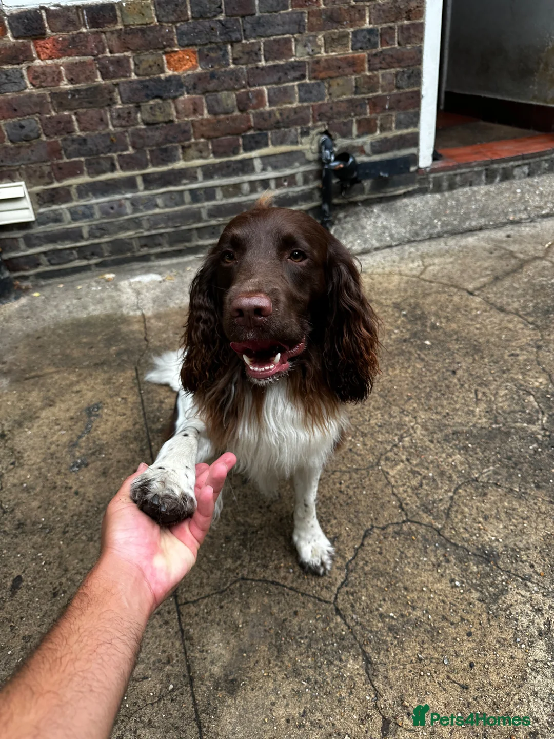 English Springer Spaniel dogs for stud: English Springer Spaniel. - Advert 2