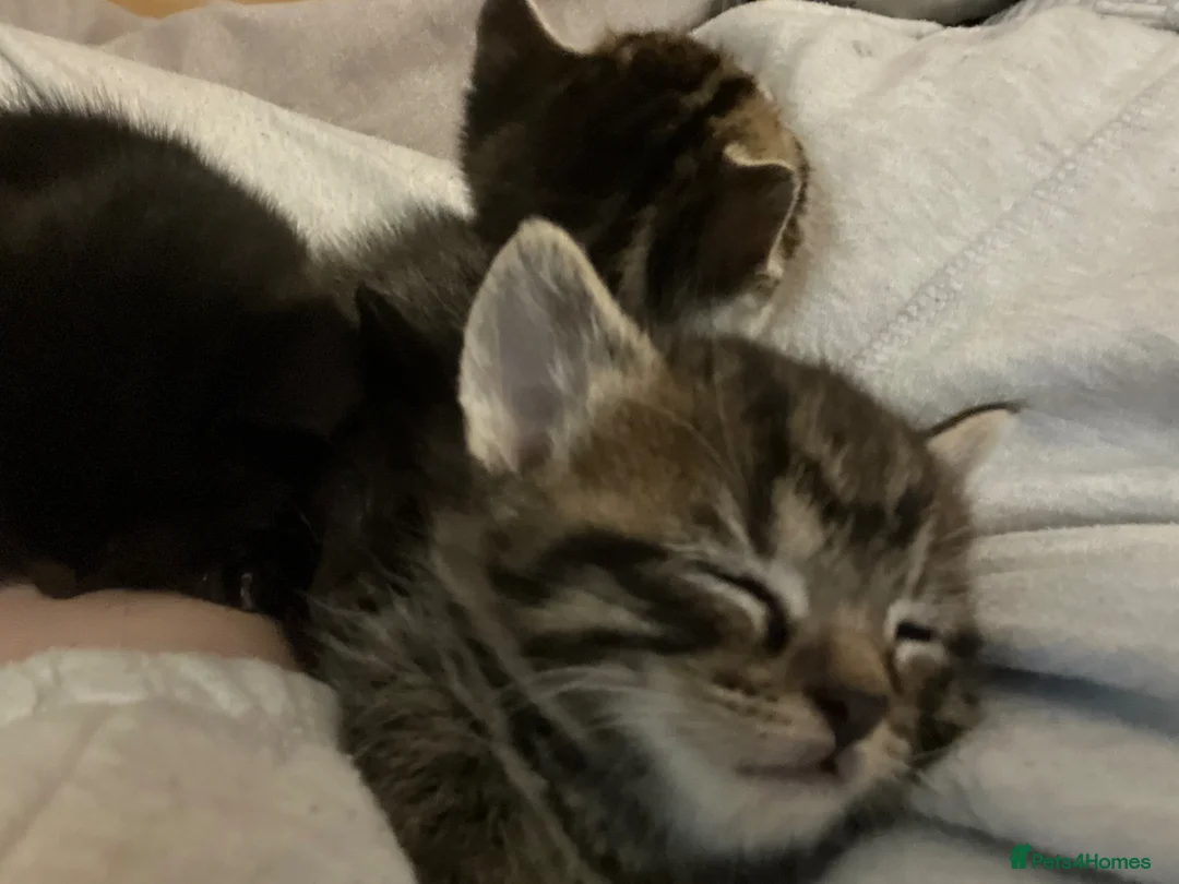 Domestic Shorthair cats for sale: Beautiful kittens in Northampton - Advert 12