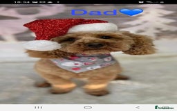 Jackapoo dogs for sale: Jackapoo puppies for sale !! - Image 4