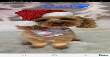 Jackapoo dogs - Advert 16