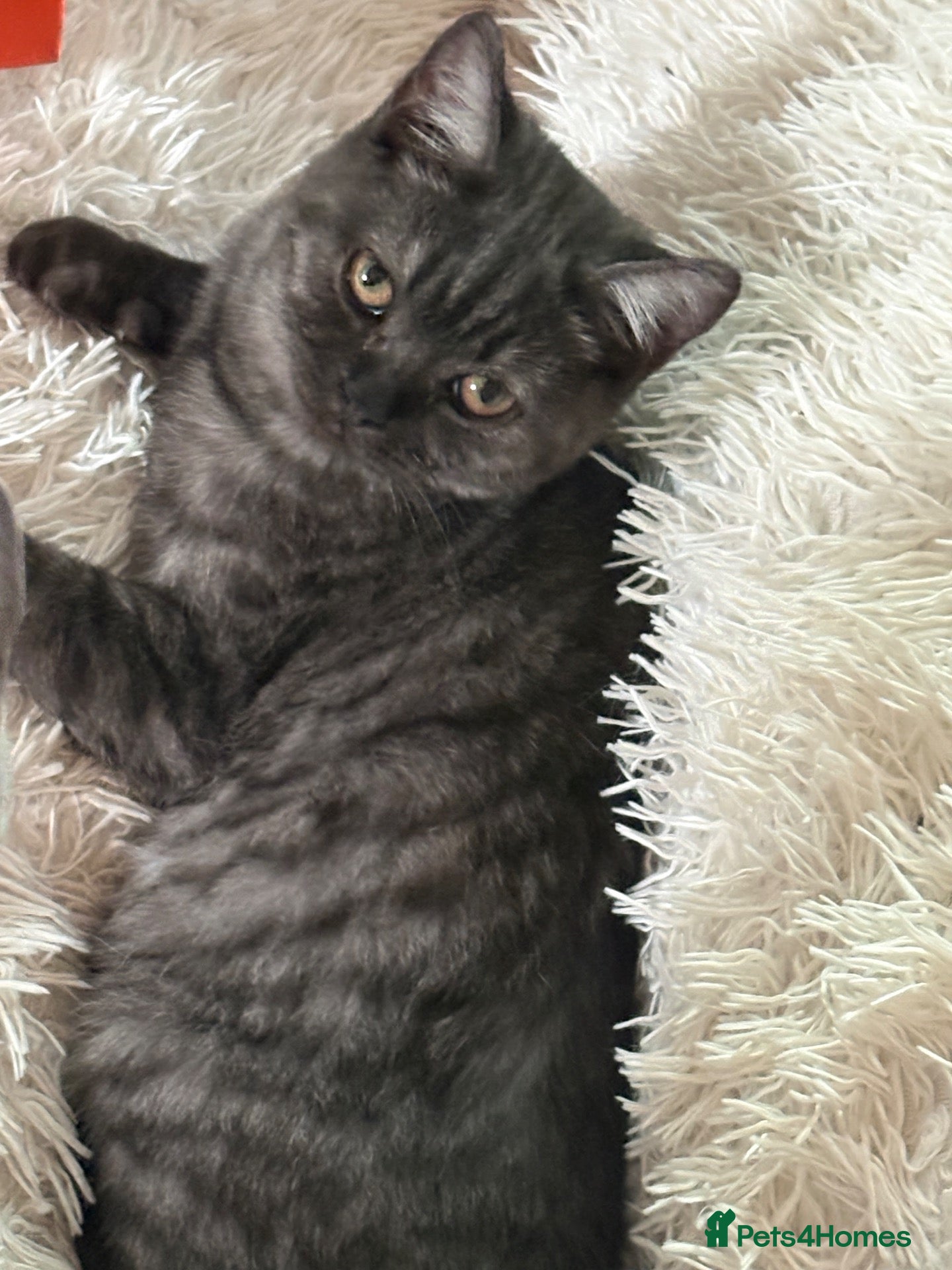 British Shorthair cats British shorthair kitten - Advert 20