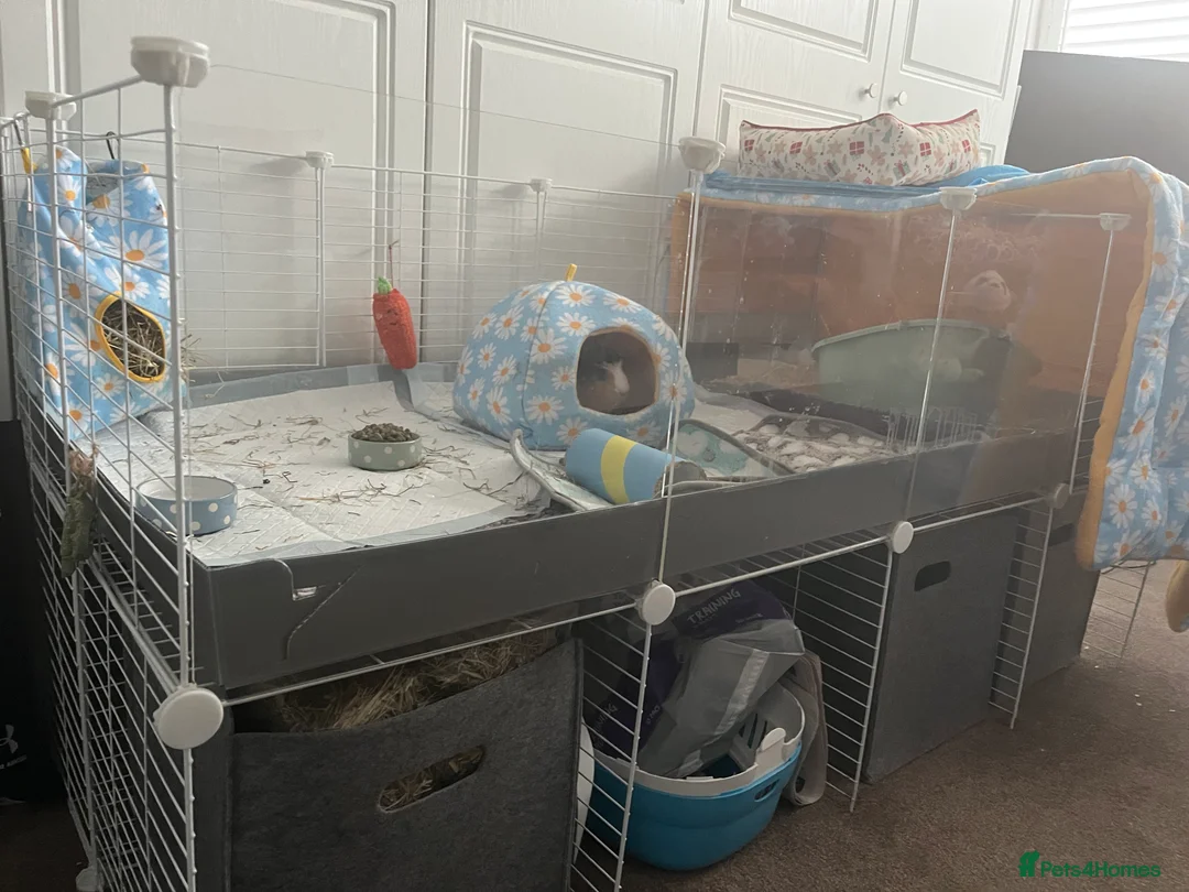 Guinea Pig rodents for sale: 2x Female Guinea Pigs & Indoor Enclosure - Advert 3