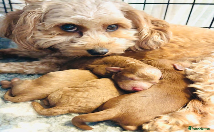 Cavapoo dogs - Advert 9