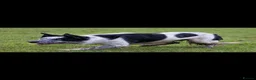 Border Collie dogs for sale: Border Collie Pups - Advert 6