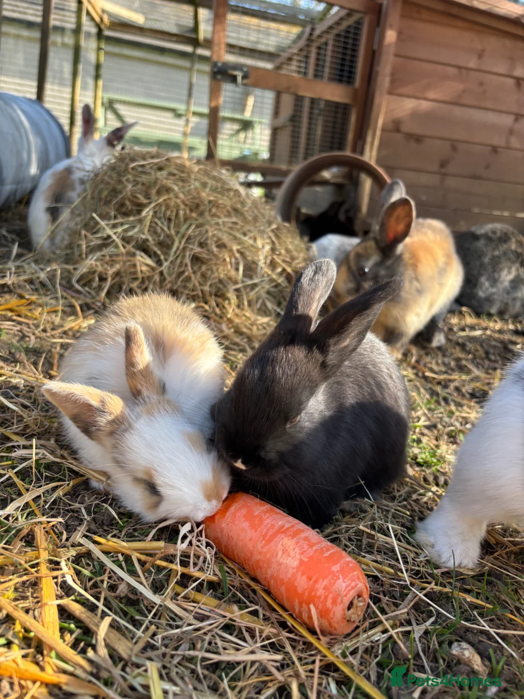 Silver Fox rabbits for sale: Silver fox x mini lop  in Eye - Advert 1