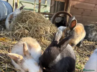 Silver Fox rabbits Silver fox x mini lop - Advert 3