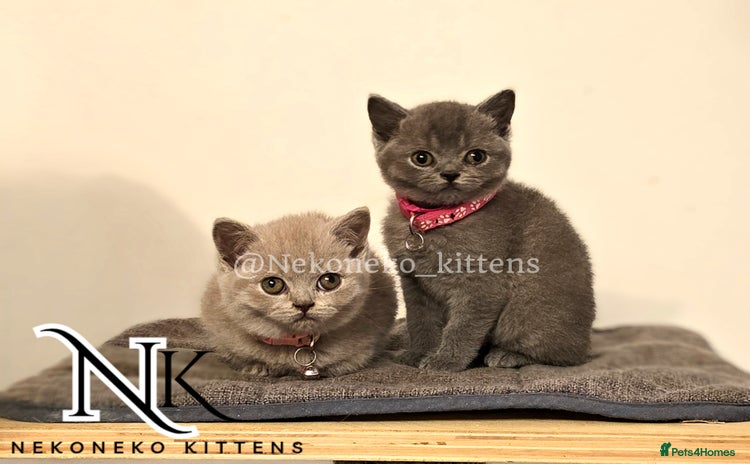 British Shorthair cats - Advert 11