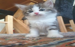 Siberian cats for sale: Pure gorgeous Siberian Kittens, Hypoallergenic - Image 37