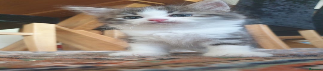 Siberian Kitten 4