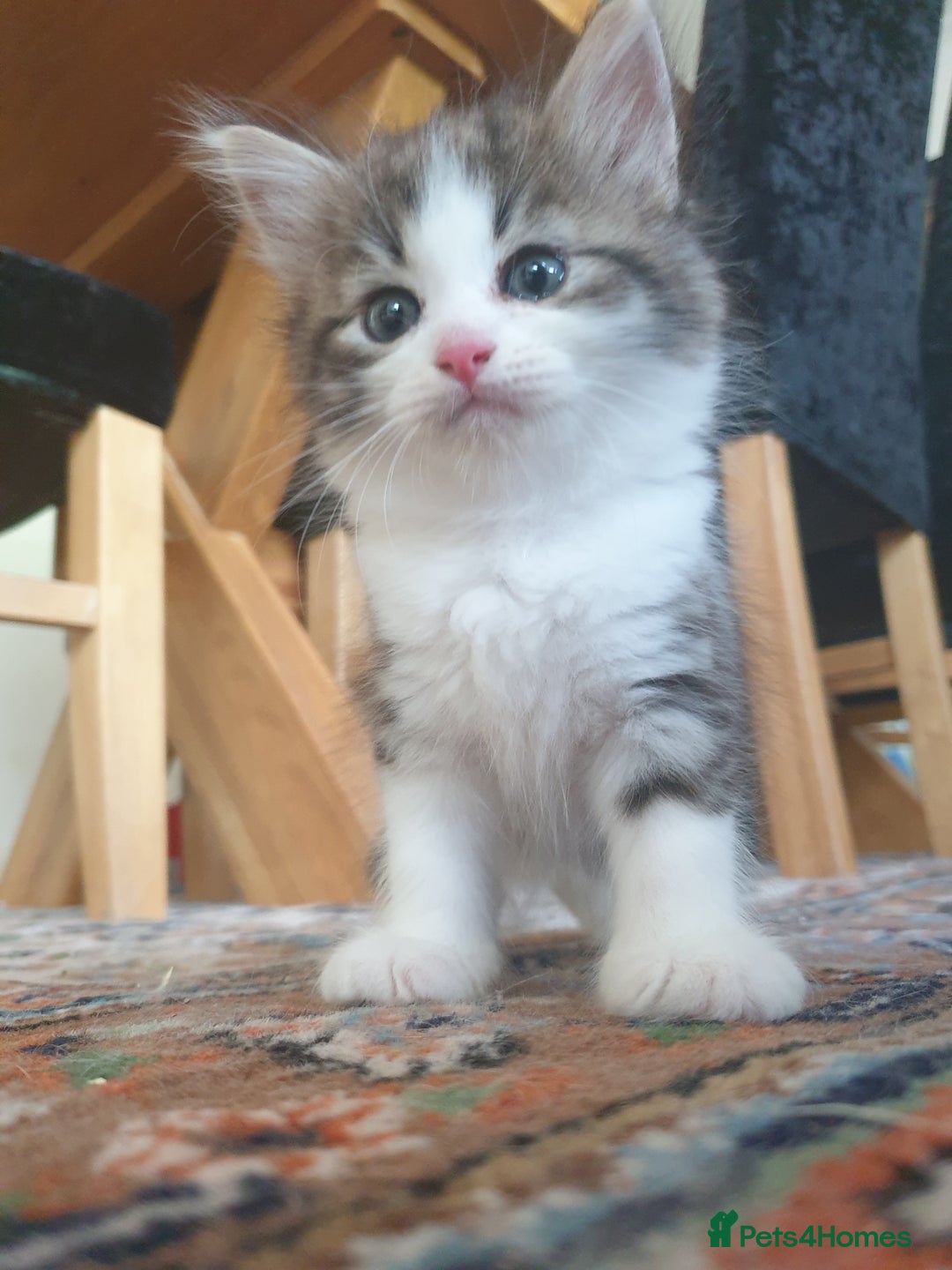 Siberian cats for sale: Pure gorgeous Siberian Kittens, Hypoallergenic - Image 37