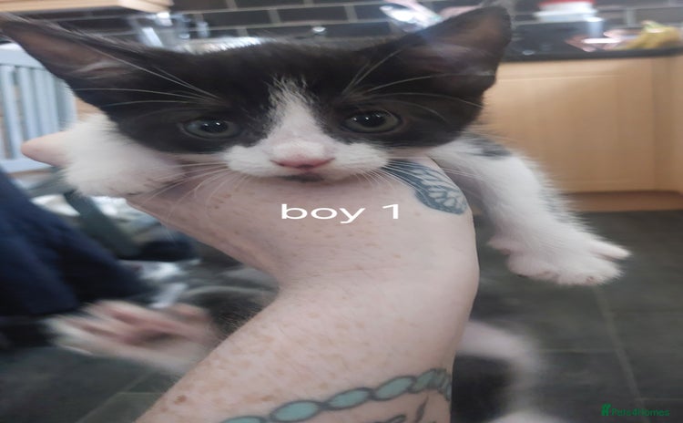 Mixed Breed cats - Advert 13