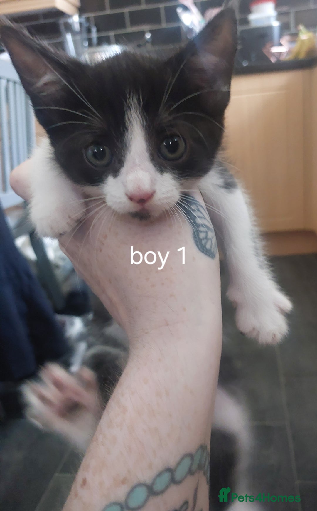 Mixed Breed cats for sale: Two black and white boys  - Image 1