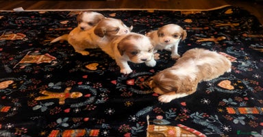 Cavalier King Charles Spaniel dogs - Advert 2