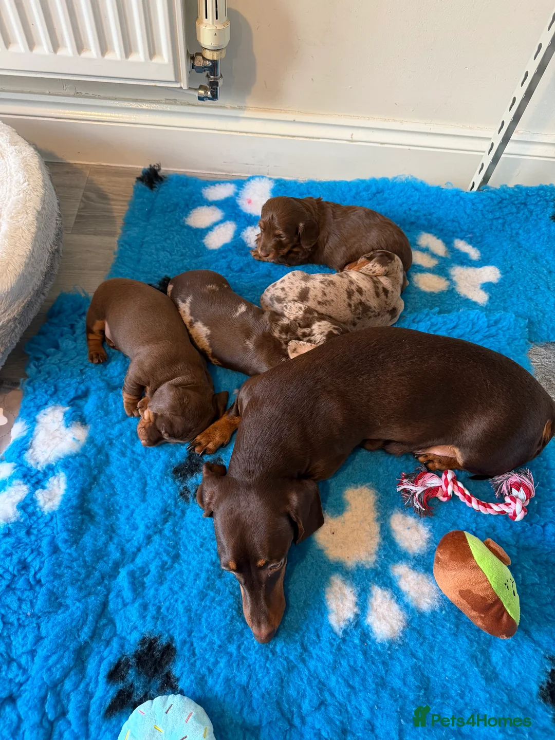 Miniature Dachshund dogs for sale: Miniature Dachshund puppies  - Advert 1