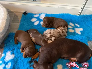 Miniature Dachshund dogs Miniature Dachshund puppies - Advert 1