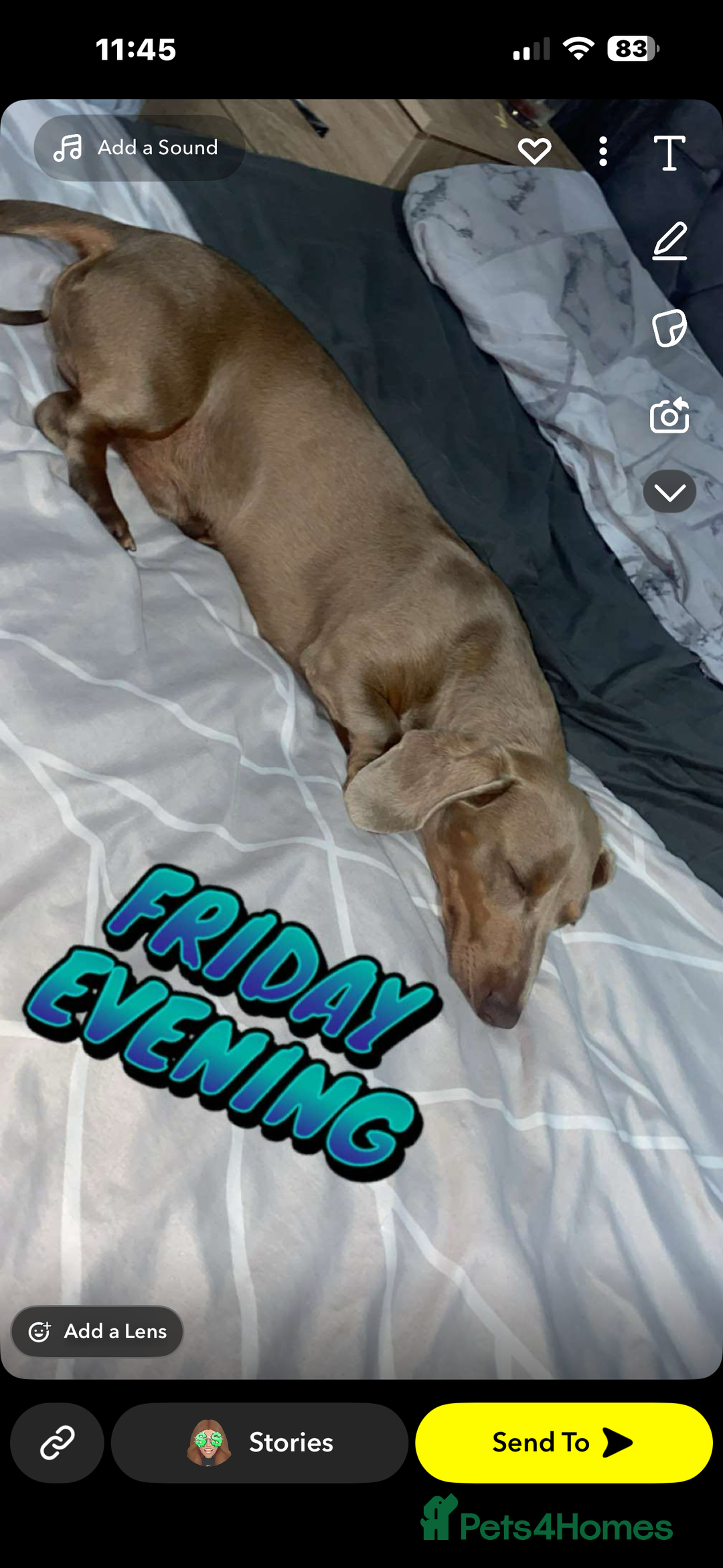 Miniature Dachshund dogs for sale: Miniature dachshund for sale!!!  - Image 1