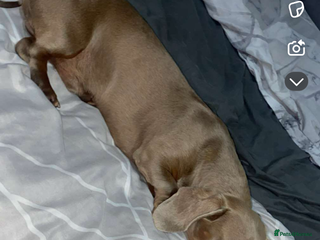 Miniature Dachshund dogs - Advert 1