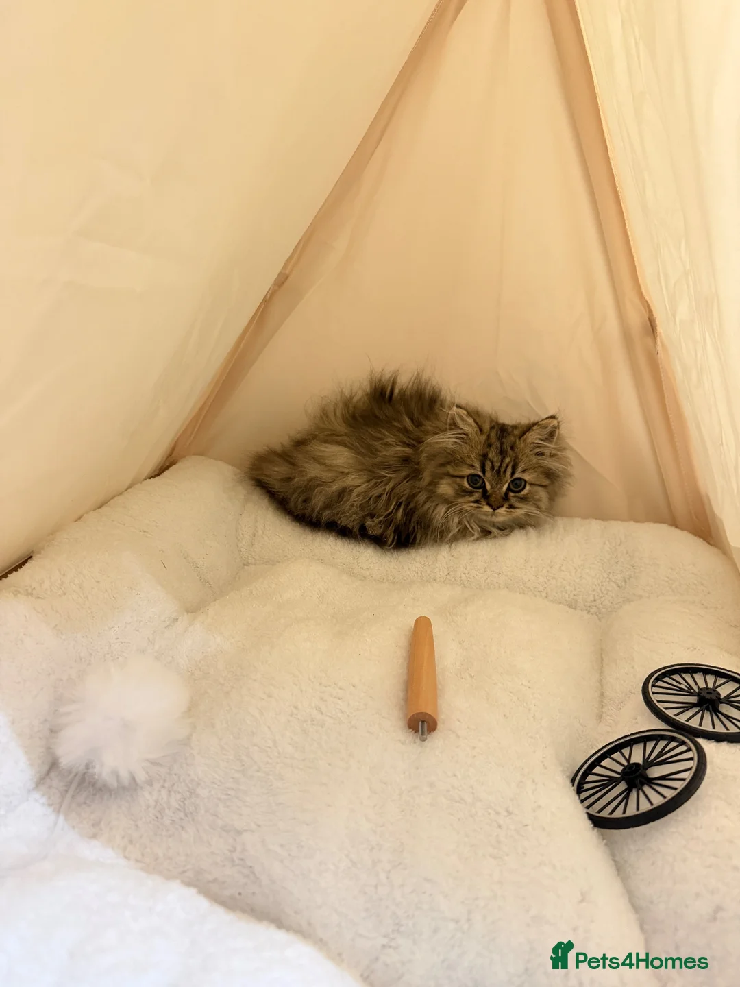 Persian cats for sale: One male available  in Oxford - Advert 2