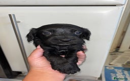 Cockapoo dogs for sale: F2 cockapoo puppies - Image 10