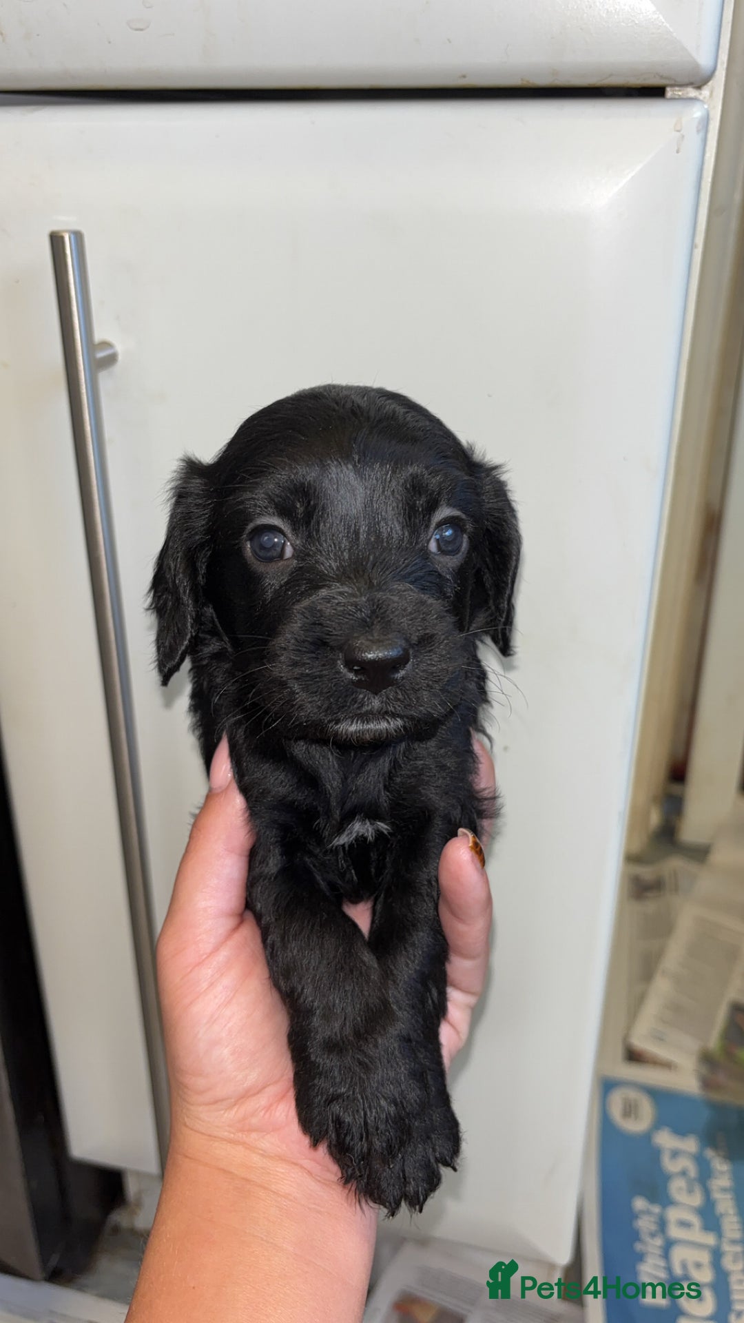 Cockapoo dogs for sale: F2 cockapoo puppies - Image 10