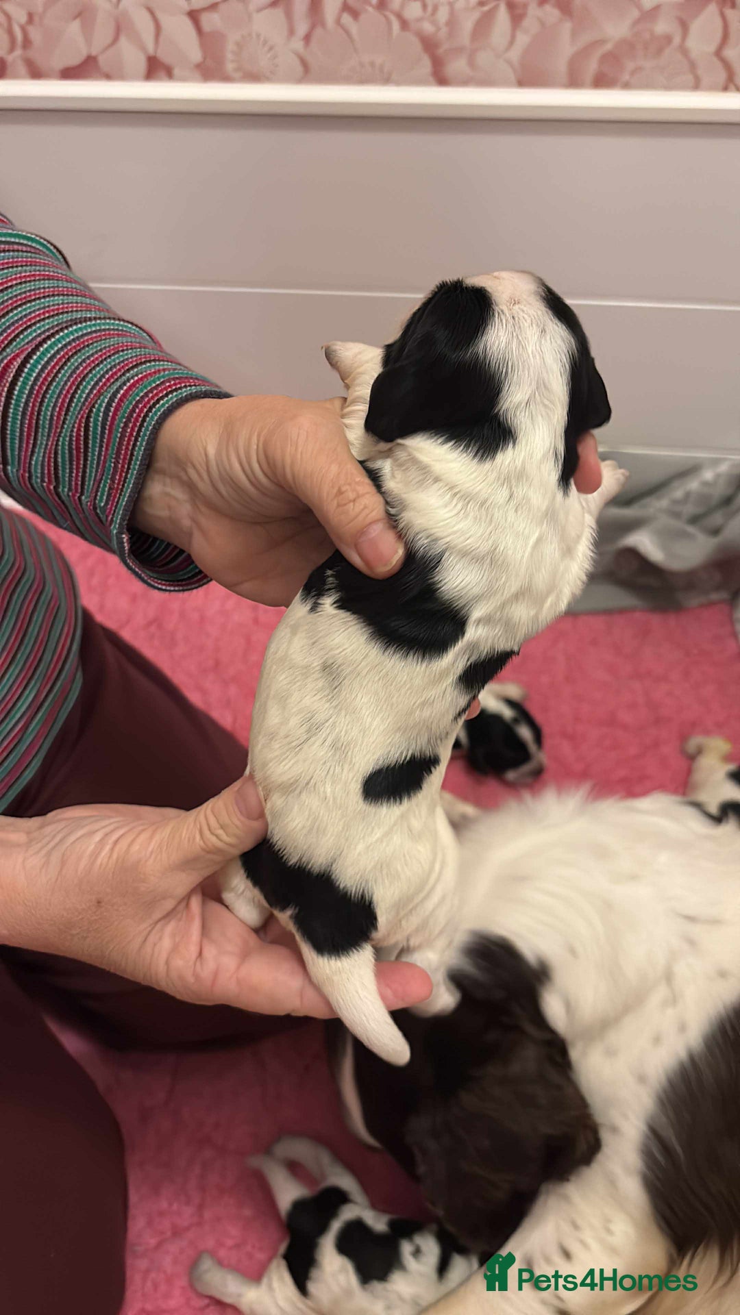 Sprocker dogs for sale: Adorable F1 Sprocker Spaniel Babies.  - Advert 26