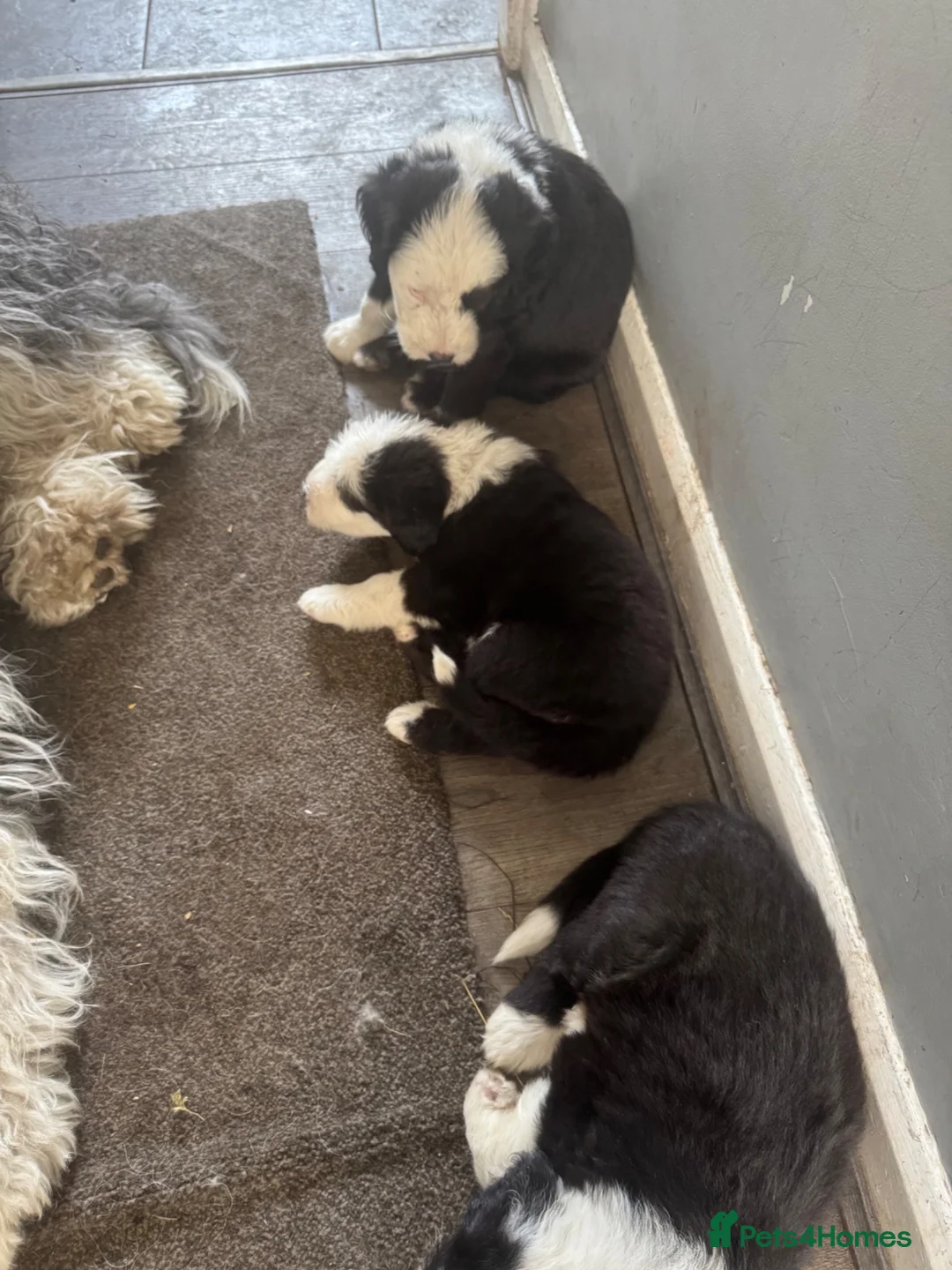 Old English Sheepdog dogs for sale: old english sheepdogs  - Advert 5