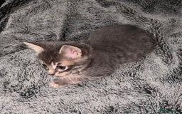 Mixed Breed cats for sale: 7 Gorgeous mixed kittens - Image 24