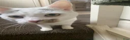 Mixed Breed cats for sale: In need of a loving home - Advert 3