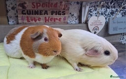 Guinea Pig rodents for sale: Two Female Guinea Pigs - Leeds LS27 area - Image 4