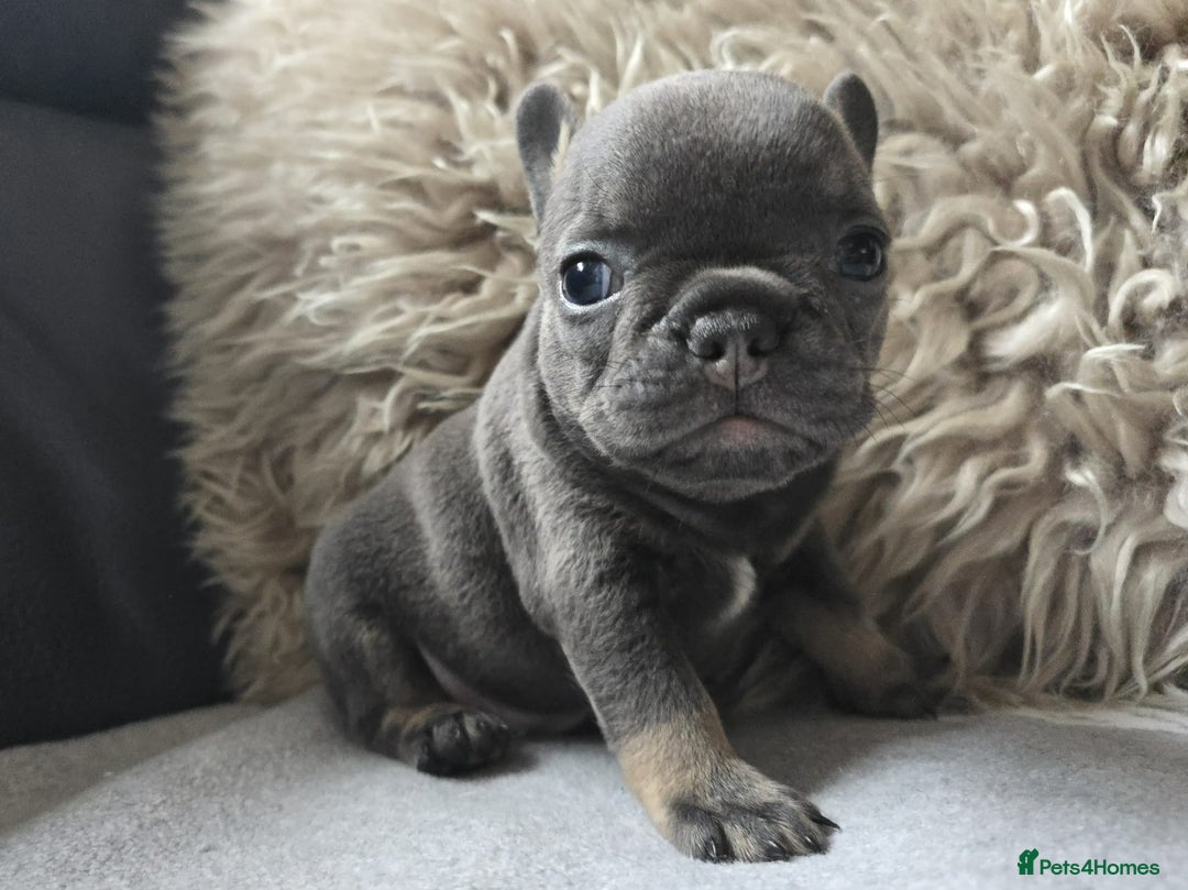 French Bulldog dogs for sale: Stunning French Bulldog Puppies  - Advert 1