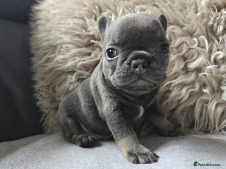 French Bulldog dogs Stunning French Bulldog Puppies - Advert 1