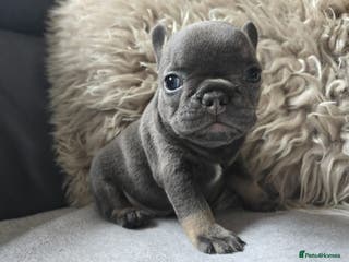 French Bulldog dogs Stunning French Bulldog Puppies - Advert 1