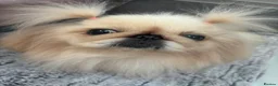 Pekingese dogs for stud: Kc registered Pekingese for stud duties - Advert 14
