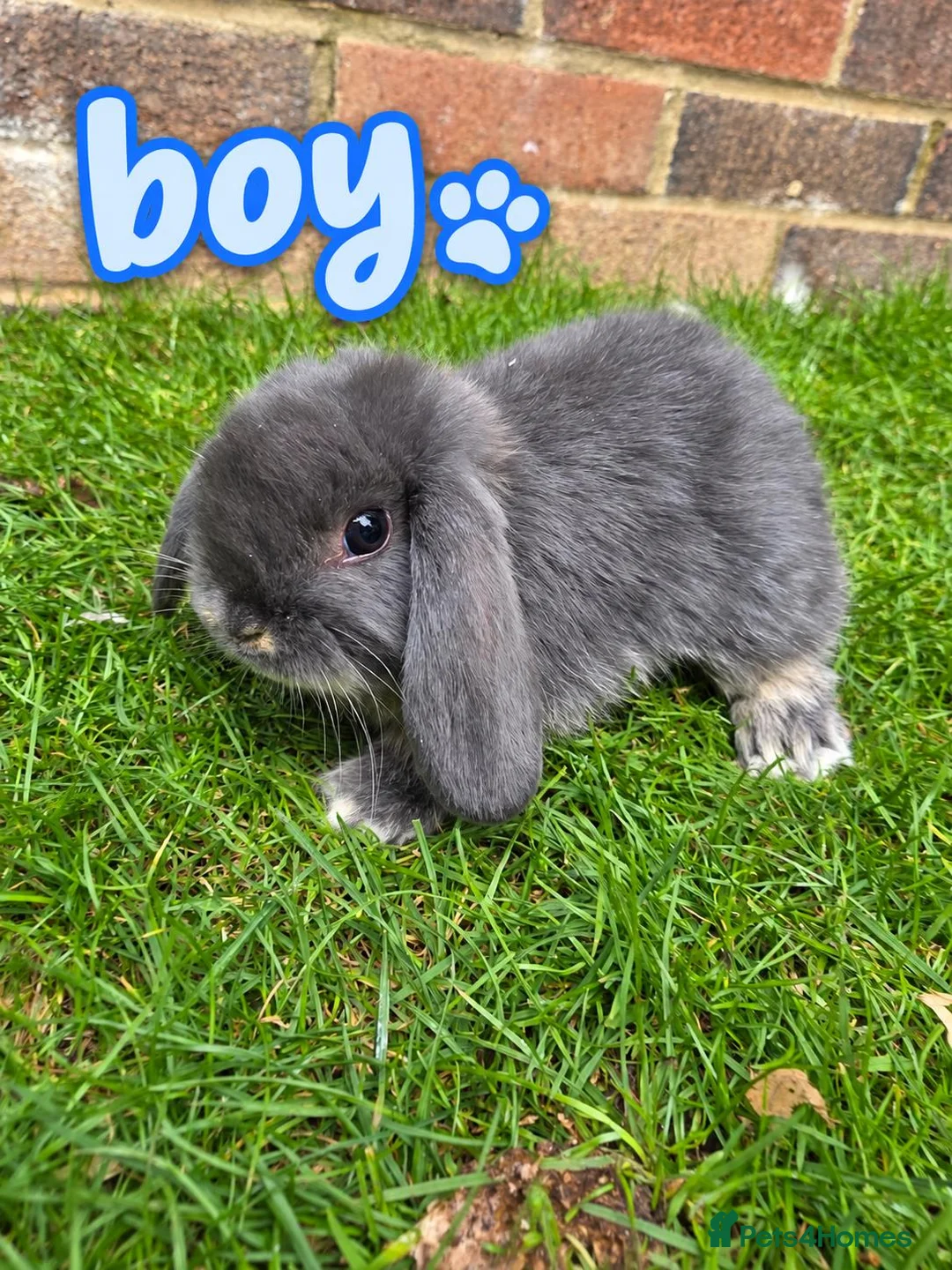 Mini Lop rabbits for sale: 🐰 Beautiful mini lops for sale 🐰 - Advert 2