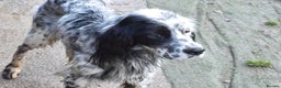 English Setter dogs for adoption: Boss  - Advert 9