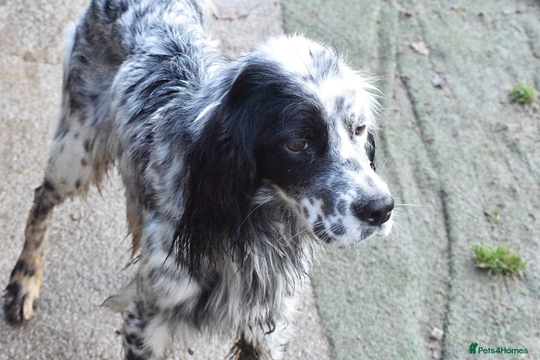 English Setter dogs for adoption: Boss  - Advert 9