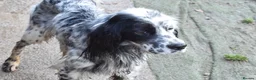 English Setter dogs for adoption: Boss  - Advert 9