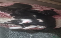 Domestic Shorthair cats for sale: 2 Girl and 1 Boy Available  - Image 4