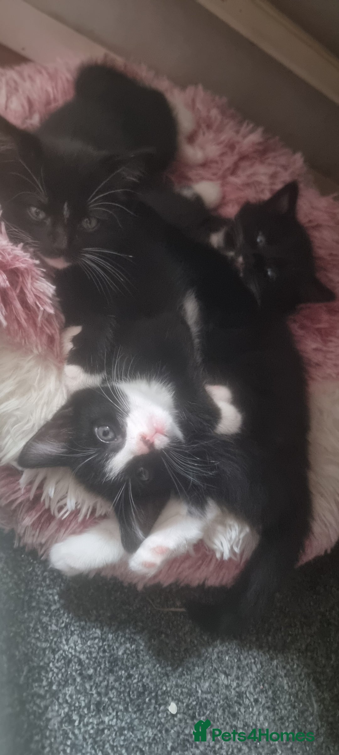 Domestic Shorthair cats for sale: 2 Girl and 1 Boy Available  - Image 4